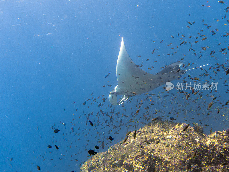 海洋蝠鲼(Manta birostris)游过清洁站珊瑚礁。在世界自然保护联盟的红色名单中，这些优雅的动物正在成为野外罕见的景象。